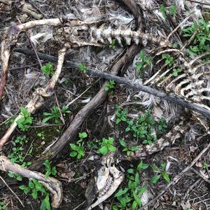 4deep <dirtysuburbkid>