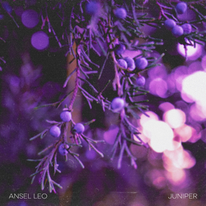 Juniper