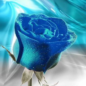 哈尼雅玫瑰（Prod.by Jeston)