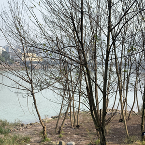 不要温顺地走进那个良夜