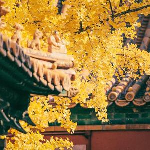 中国风凄冷深宫大院