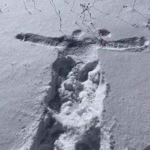 紫菊花 purple chrysanthemum