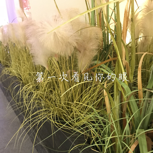 第一次看见你的眼（伴奏）