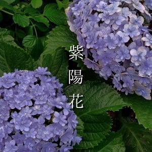 紫陽花 (原題:あめふり)