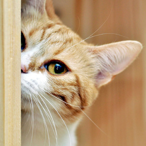 羊了个羊BGM (背景音乐)