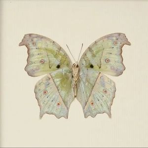 Roi-Videoclub Instrumental