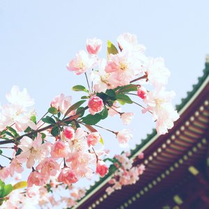 Sakura Bloom