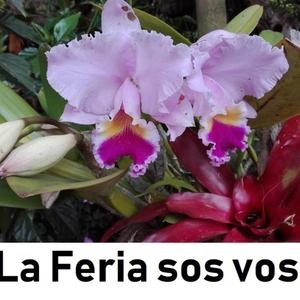 Feria sos vos (Live)