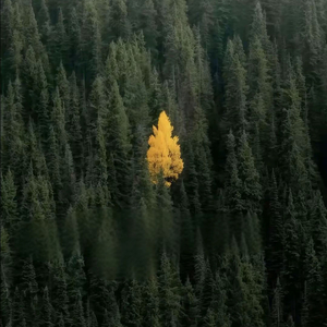 念