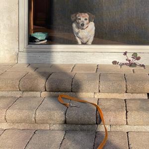 thegoldenorder (bonus)