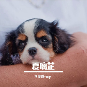 陪伴四年的女孩