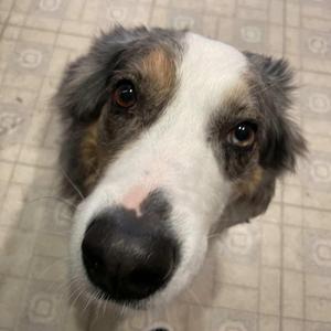 smooth! (old throwaway song) (feat. amiahs dog)