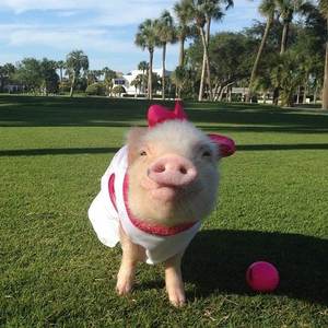 一首通俗易懂的情歌 伴奏