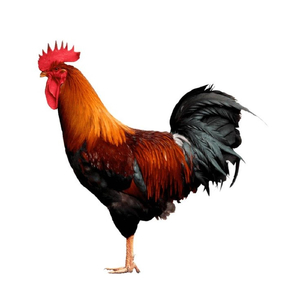 Chapter 1: Le Remuant Coq