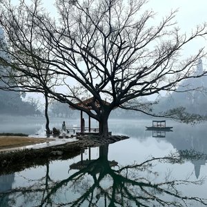 骄傲的儿飞走了（rain）