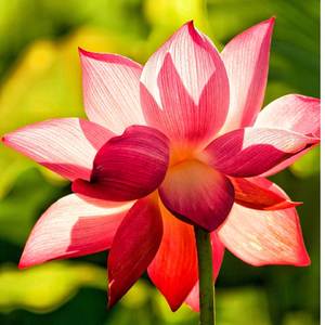 觀世音菩薩發願偈 大悲咒 齊