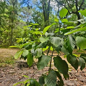 Kratom