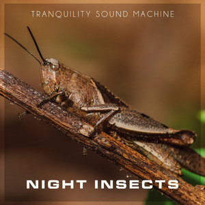 West Africa Night Insects (Seamless)