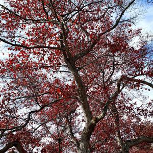 Gone But Not Forgotten