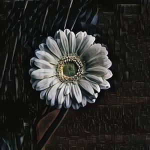 Göz Çiçeğim (Instrumental Version)