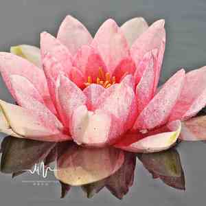 若梦 (安神修心卡琳巴)