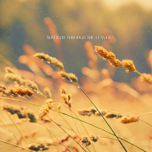 Sunlight Through the Leaves