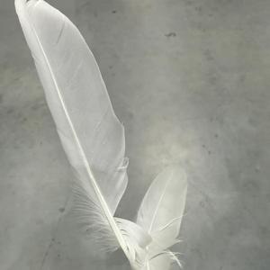 Akashic Aces