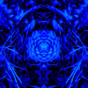 un peu d'acid chez les trotinettes