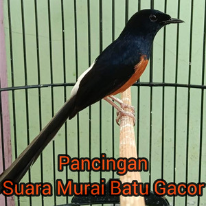 Pancingan Suara Murai Batu Gacor