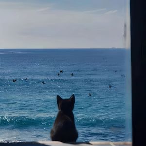 抛弃的猫