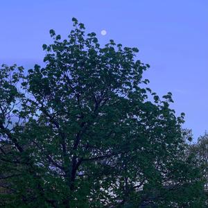 your beautiful smile