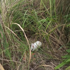 清晨的第一缕光线 (经典钢琴曲)