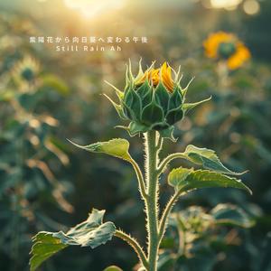 風鈴だけ鳴り始めた午後 – Only the Wind Chimes Begin Ah