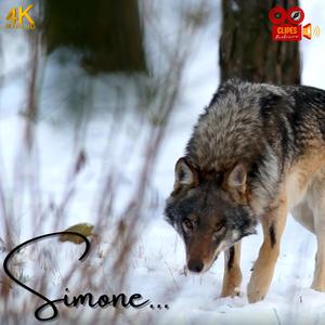 Simone e o Coração do Lobo