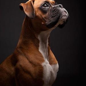 Boxer