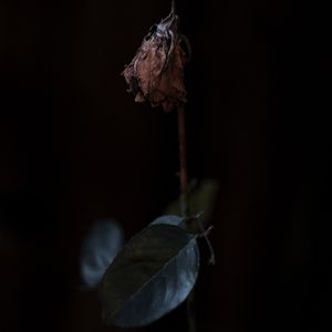 【free】Guitar Trap Tpye beat “凋零”