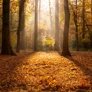 Rhythms Of Invention