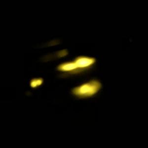 男孩（翻自 梁博）