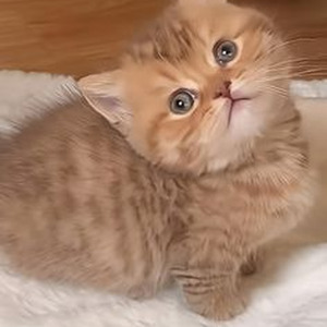 Slapeloze Nachten (slowed)