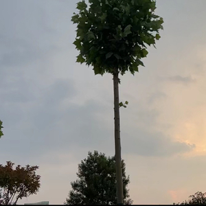 山川疗心 (钢琴曲)