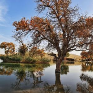 Ikki Mahalla Koshiki/两个村打油诗