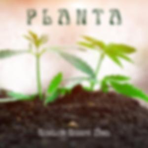 Planta