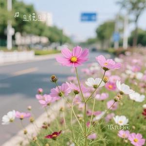 城北的花 (且慢且慢 Remix)