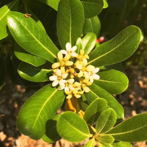 古风（桂花香）