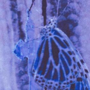 Championship Blunts (feat. Kool A.D. & Okaytesla)