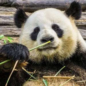 熊猫宝宝