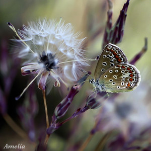 Amelia