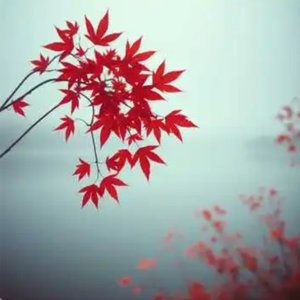 枫