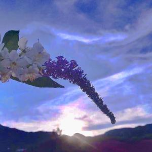 说了声再见(prod EVO MUSIC)