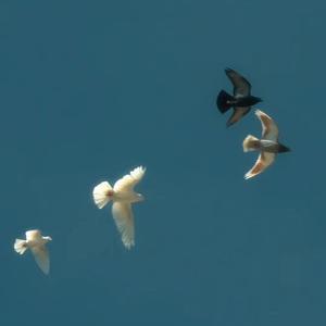 斑马斑马（吉他伤感版）